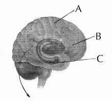 brain showing hippocampus etc.